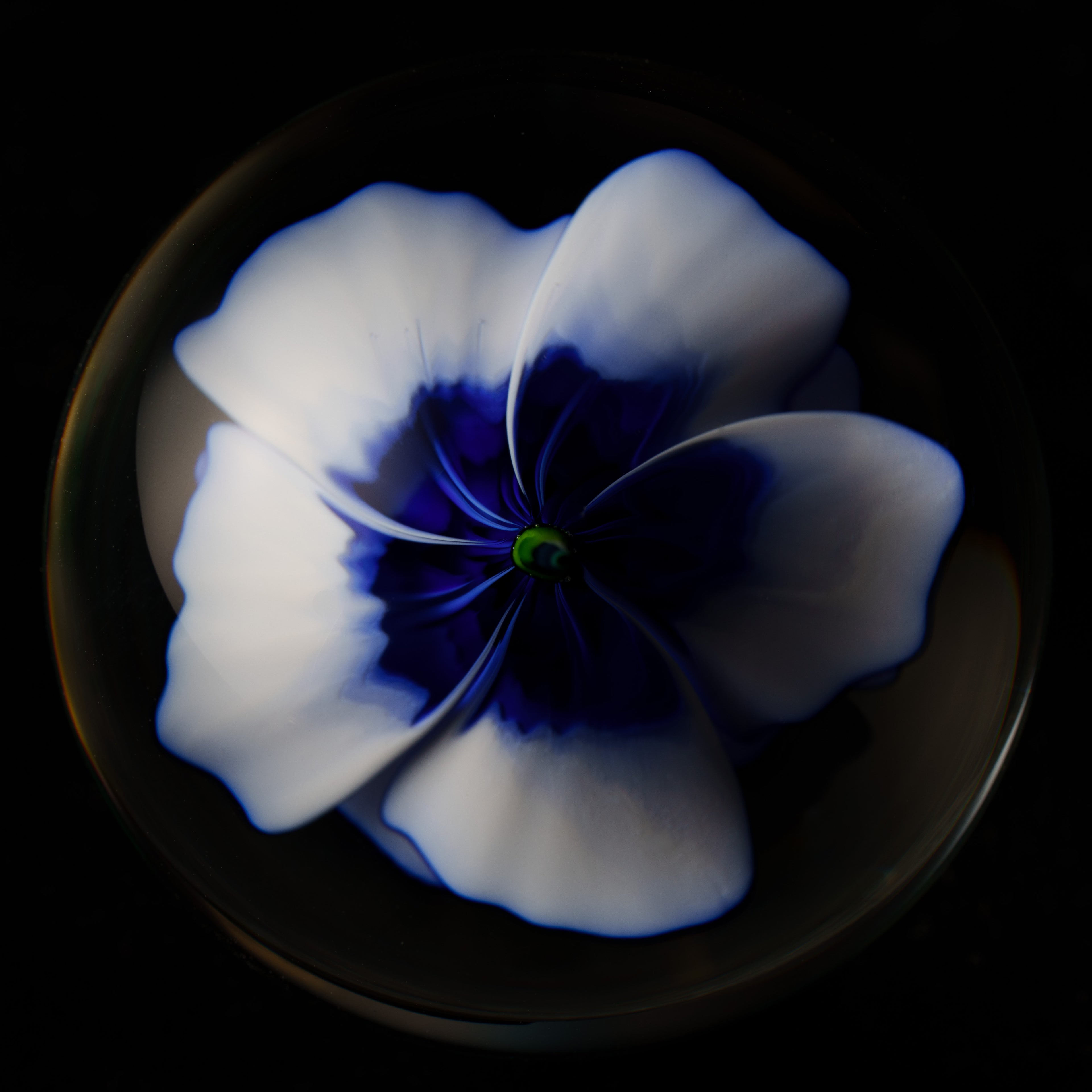 1.6 Flower Marble - Justin Bodovsky
