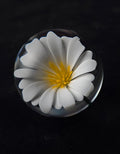 1.4 Flower Marble  - Justin Bodovsky